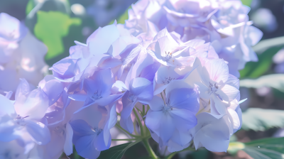 鲜艳梦幻蓝色花卉的特写摄影图