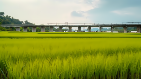 茂盛的稻田和田野摄影图