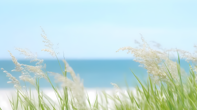 沙滩青草风景照片