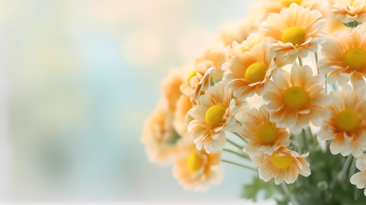 明媚黄色雏菊花瓶拍摄版权图片下载