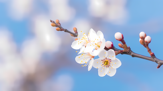 樱花枝头柔和梦幻的色彩日式灵感摄影图