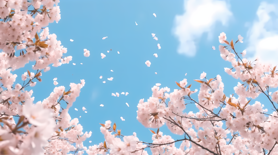 唯美淡雅樱花与蓝天摄影图