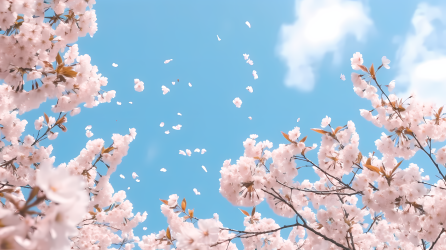 唯美淡雅樱花与蓝天摄影图