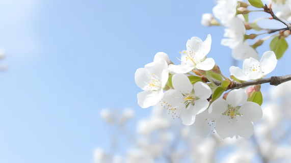 淡蓝天空下的白花枝摄影图