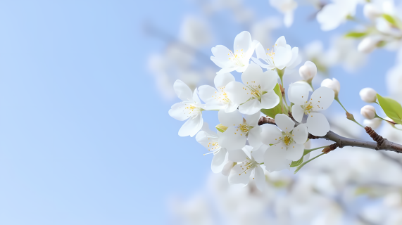 淡蓝天空下的白花枝摄影图