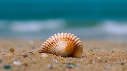 自然海滩上的贝壳壳摄影图