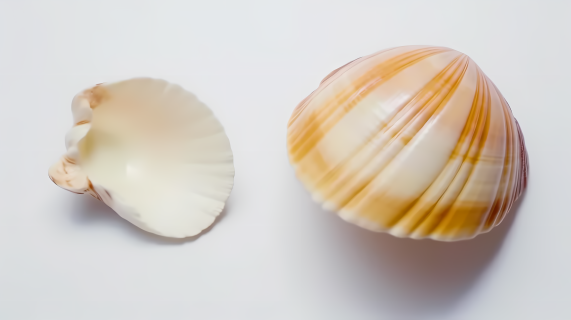 清新简洁黄白相间的贝壳摄影图