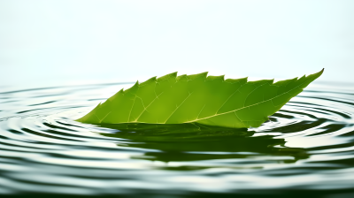 绿叶漂浮水面波光粼粼的摄影图片