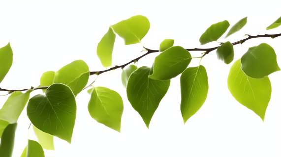 植物细节特写绿叶树枝摄影图