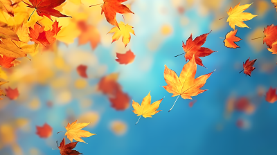 秋色飘飘枫叶在天空中翩翩起舞摄影图