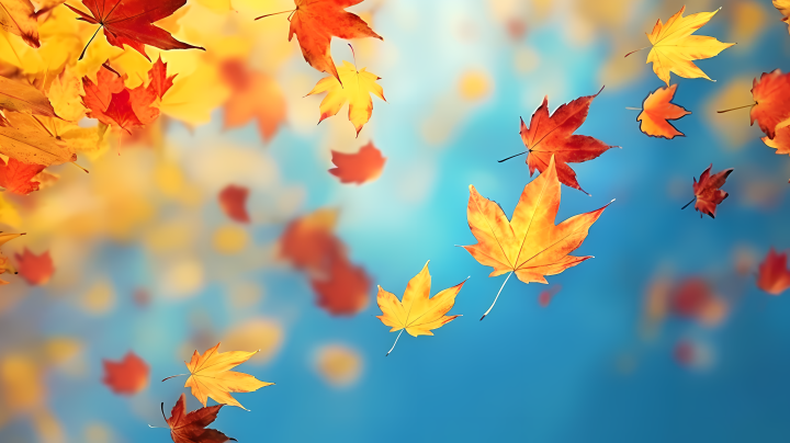 秋色飘飘枫叶在天空中翩翩起舞摄影图版权图片下载