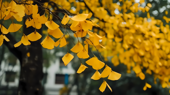 黄色越南秋天的落叶散乱分布的摄影图片