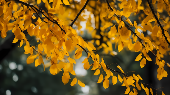 秋意渐浓日暮黄叶树Ricoh GR拍摄