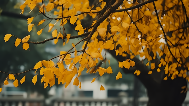 秋叶垂挂灰绿色的趣味——搭配Lumix S Pro 50mm F/1.4拍摄的越南传统风格摄影图版权图片下载