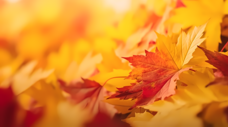 枫叶背景下的秋季摄影图