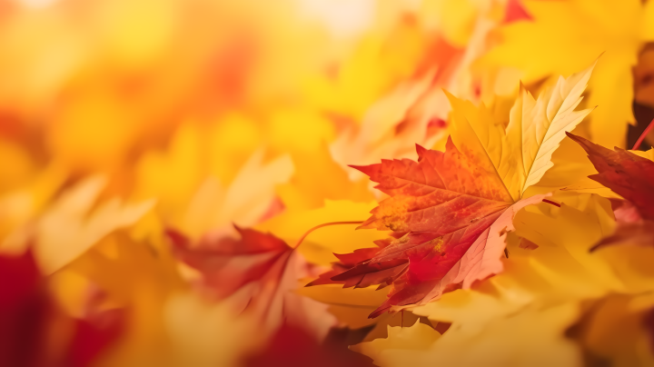 枫叶背景下的秋季摄影图版权图片下载
