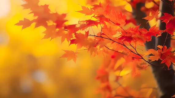秋叶背景下的树叶摄影图