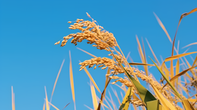 稻田蔚蓝天空下的简约自然研究摄影图