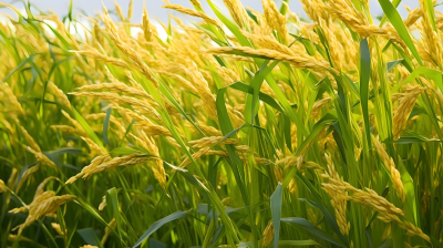 金黄浅褐色风格的绿稻田摄影图
