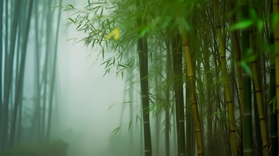 竹林中的迷雾景色摄影图片
