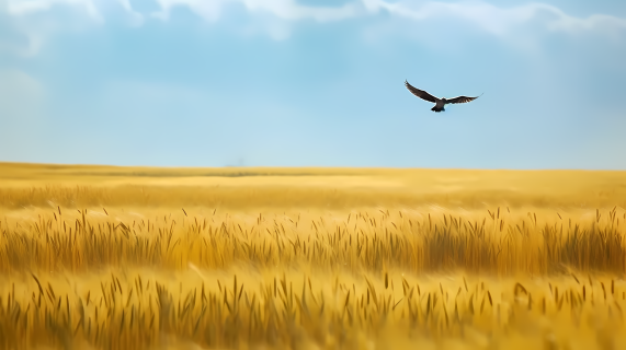 金黄麦田上翱翔的小鸟摄影图