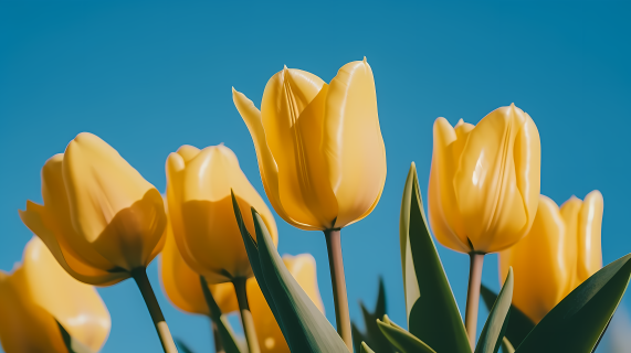 柔和色调的黄色郁金香与蓝天的摄影图片