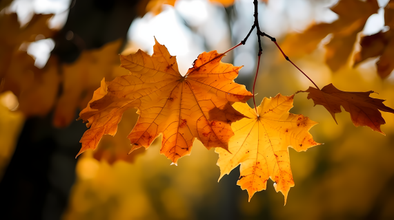秋天的黄色和橙色枫叶摄影图片