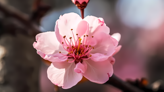 粉色花朵近景摄影图