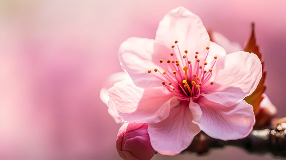 粉色樱花花瓣摄影图