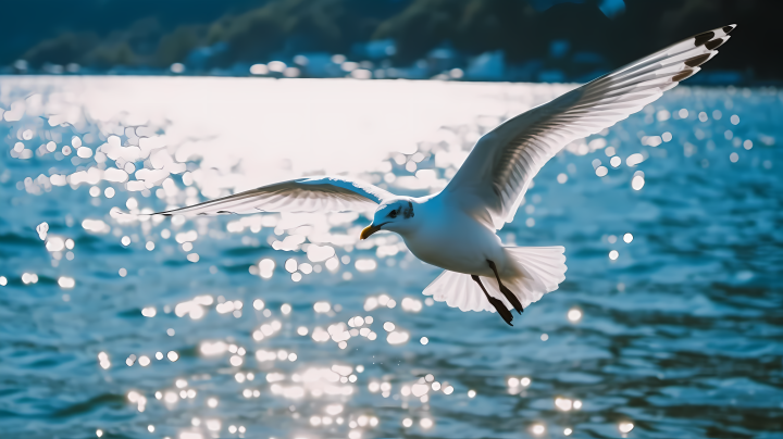 闪耀海上的海鸥摄影版权图片下载
