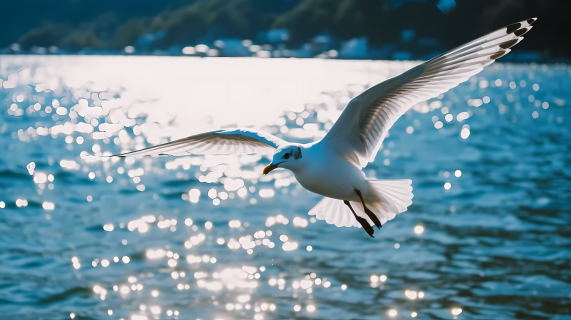 闪耀海上的海鸥摄影图片