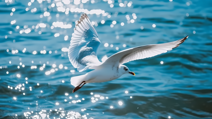 闪耀的海上海鸥飞过的摄影版权图片下载