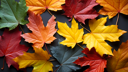 多彩的秋叶飘落的摄影图片