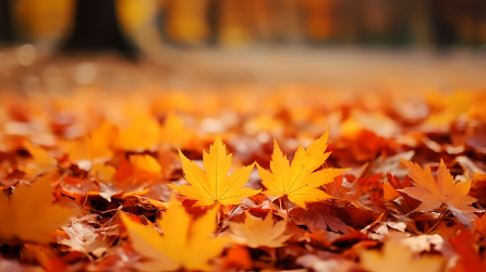 秋叶地上的红黄色落叶，动漫风格拍摄摄影图