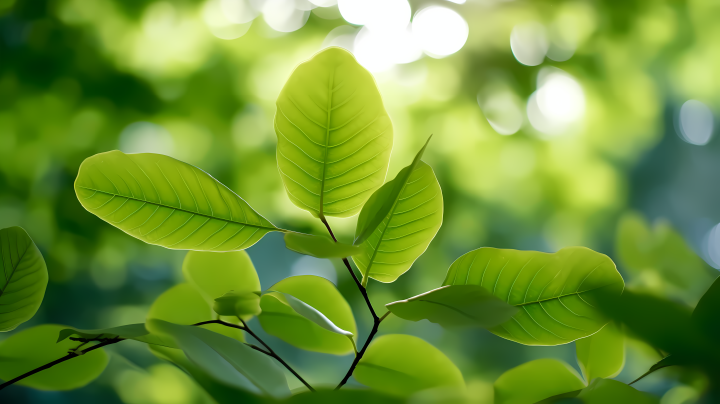 森林里透过树叶的阳光摄影版权图片下载