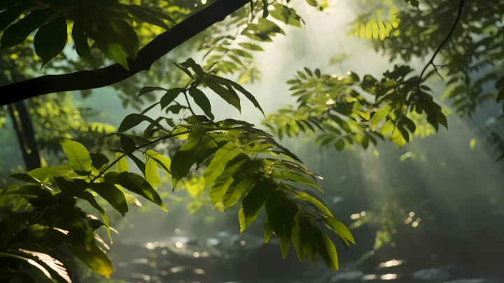 森林阳光透过树叶的摄影版权图片下载