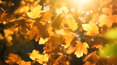 温暖秋天午后照射的叶子摄影图