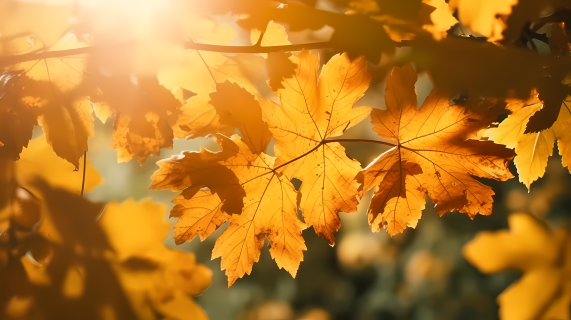 秋日阳光照射下的落叶摄影图