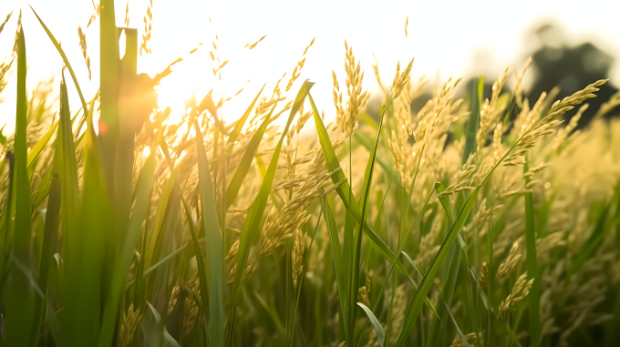 稻田阳光摄影图片