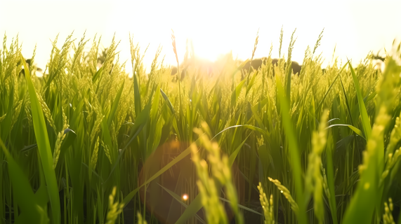沐浴阳光的稻田摄影图