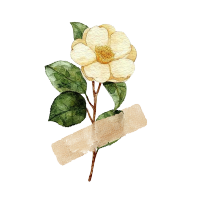 水彩胶带夹小黄白山茶花图案