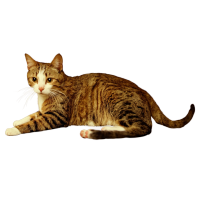 可爱猫咪插图素材