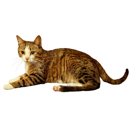 可爱猫咪插图素材