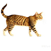 猫插画素材