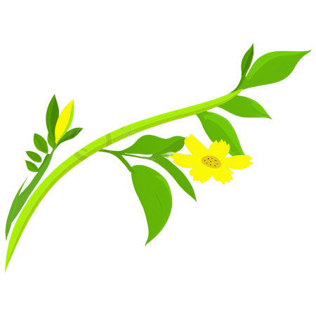 花卉插图素材图片