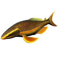 海洋插画美丽的水下生物素材