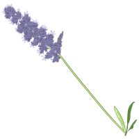 薰衣草插画素材