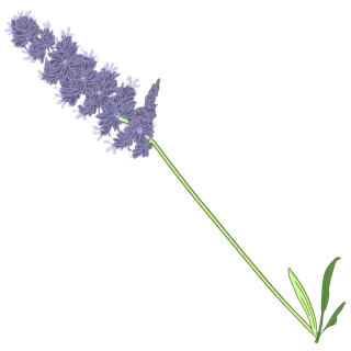 薰衣草插画素材