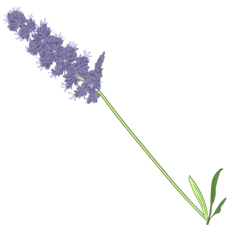 薰衣草插画素材
