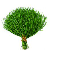 草原插图材料